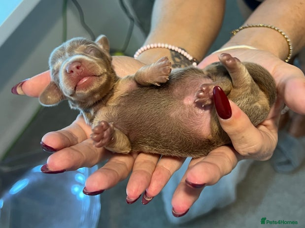 Miniature Dachshund dogs Beautiful litter of miniature dachshund - Advert 2