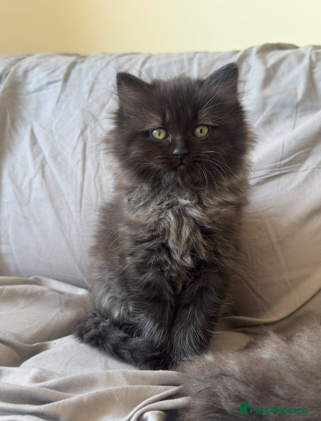 Mixed Breed cats The last Ragdoll & British long hair kitten - Advert 1