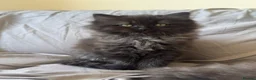 Mixed Breed cats for sale: The last Ragdoll & British long hair kitten - Advert 1