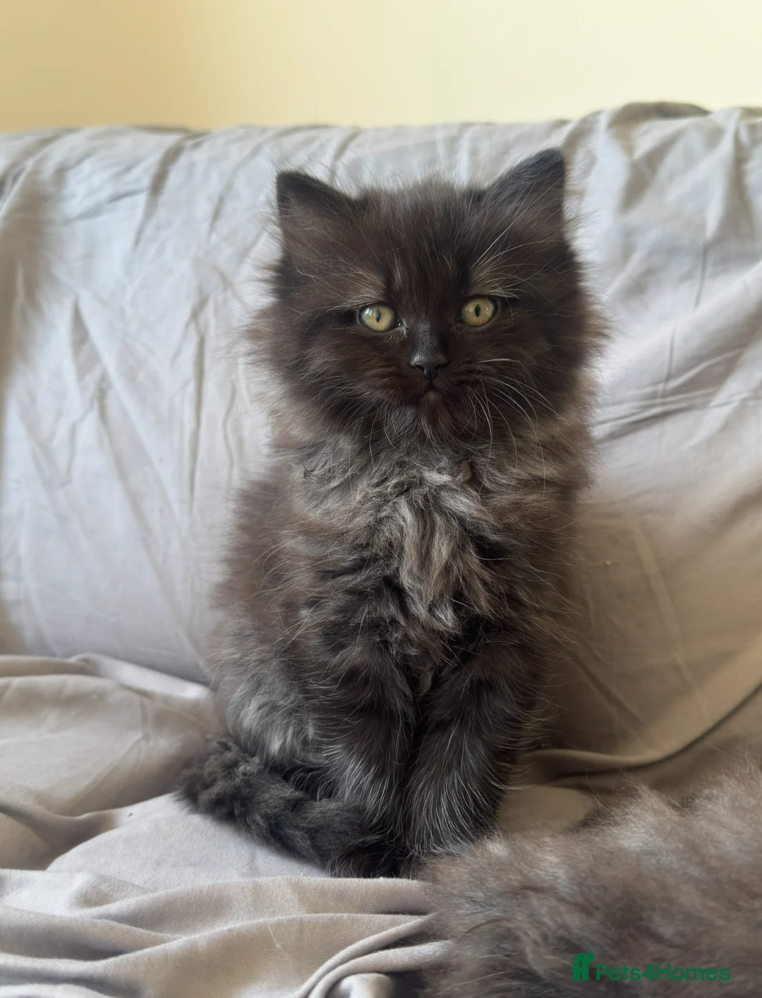 Mixed Breed cats for sale: The last Ragdoll & British long hair kitten - Advert 1