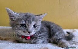 Mixed Breed cats for sale: Gorgeous 2 Girls and 3 boys For sale - Image 17