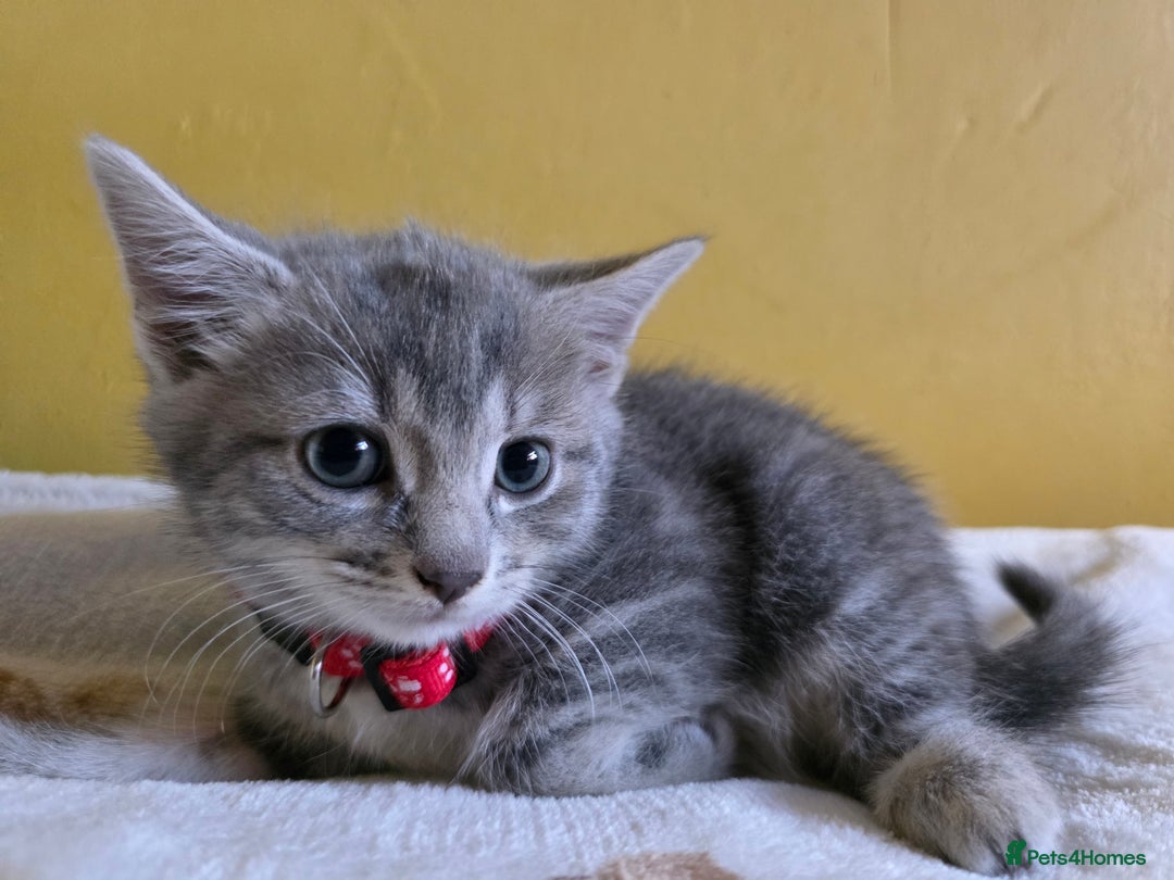 Mixed Breed cats for sale: Gorgeous 2 Girls and 3 boys For sale - Image 17