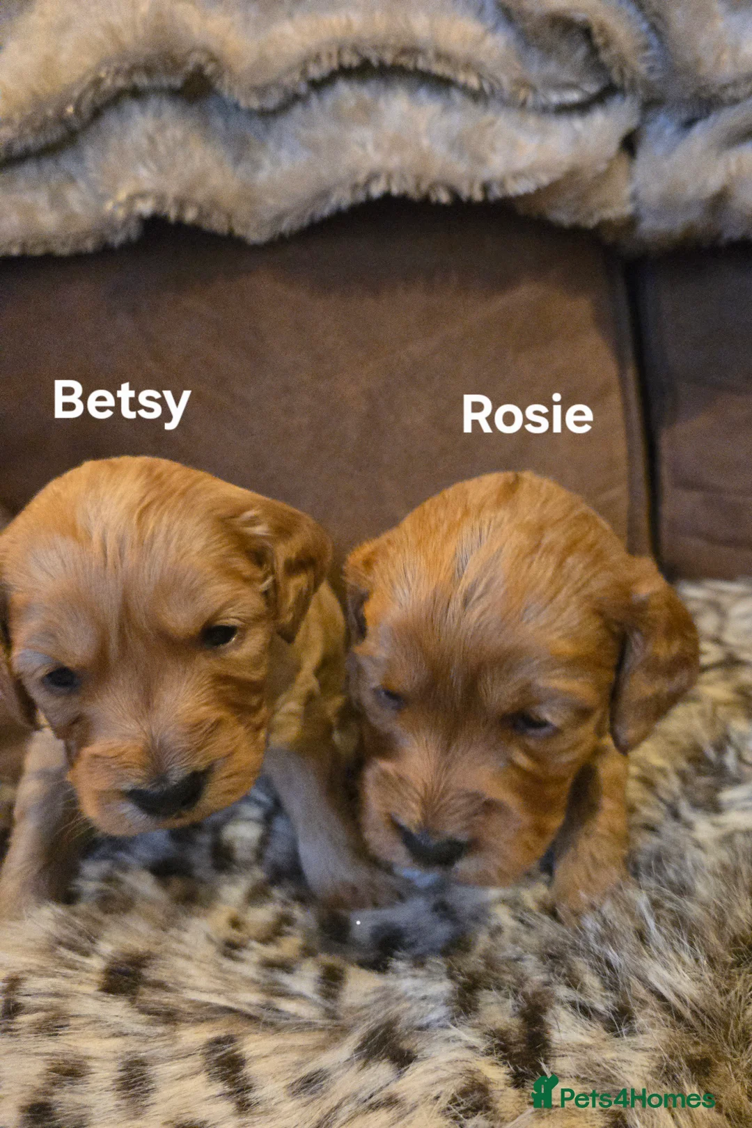 Cockapoo dogs for sale: Gorgeous show toy cockapoo puppies - Advert 3