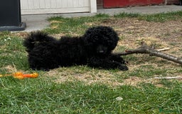 Miniature Poodle dogs for sale: Miniature Poodle Puppies – Ready Now!  - Image 9