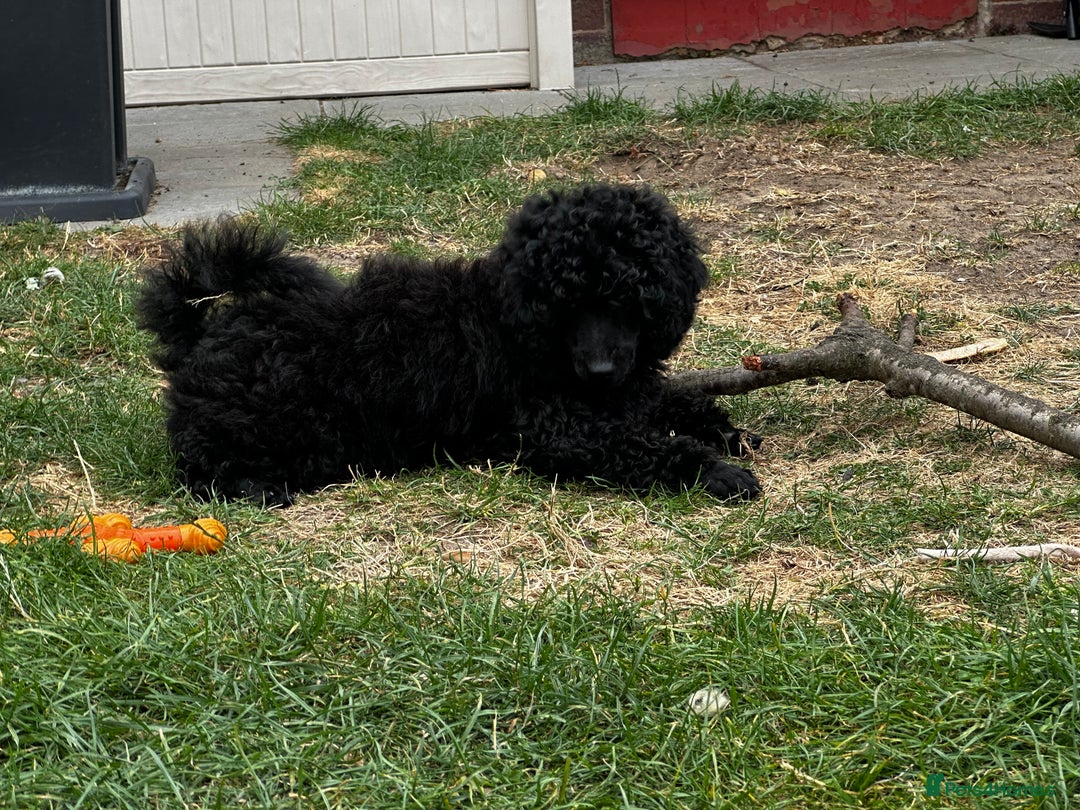 Miniature Poodle dogs for sale: Miniature Poodle Puppies – Ready Now!  - Image 9