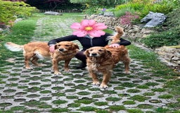 Golden Retriever dogs for sale: 2 beautiful golden retriever boys available. - Image 5