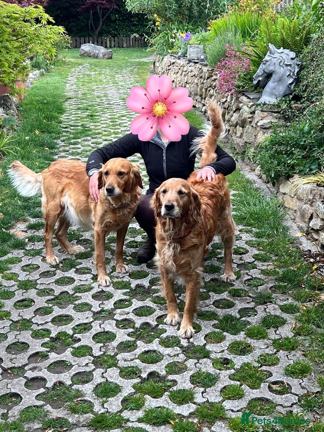 Golden Retriever dogs for sale: 2 beautiful golden retriever boys available. - Image 5