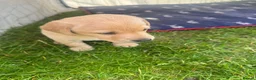 Labrador Retriever dogs for sale: Fox red little boy left  in Torpoint - Advert 2