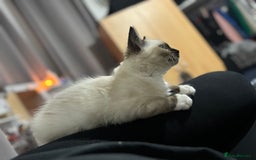Ragdoll cats for sale: Ragdoll kittens - Image 24