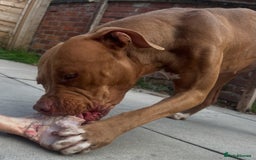 American Bull Staffy dogs for sale: Loving female for adoption  - Advert 13