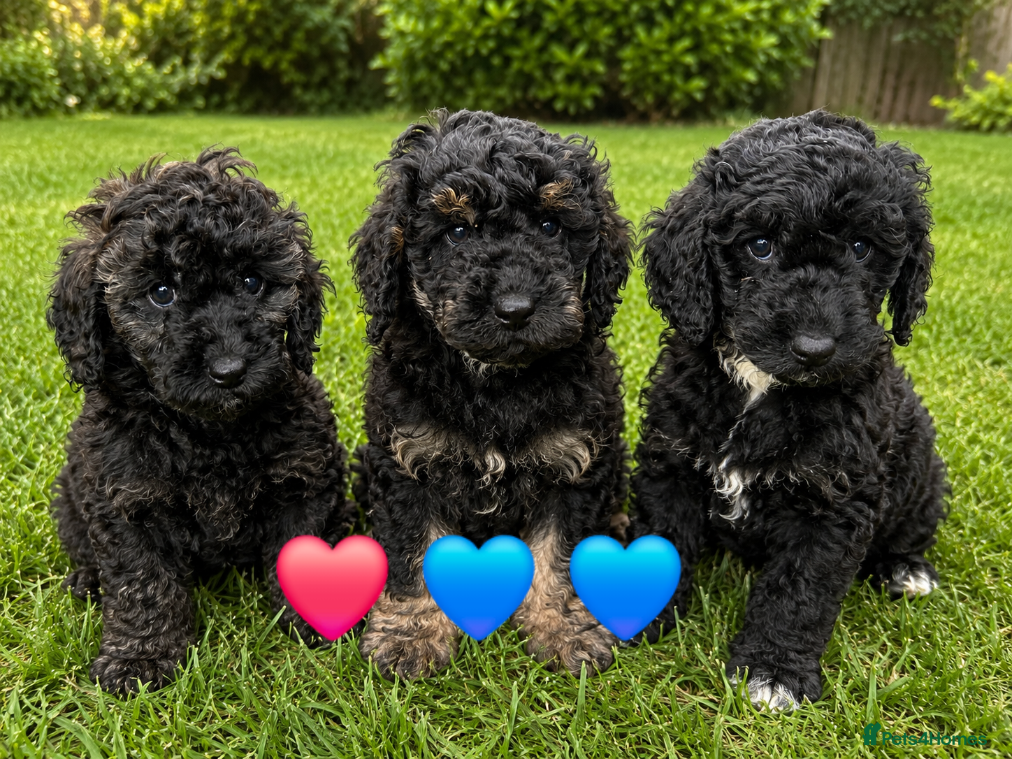 Mixed Breed dogs 3 left! Ready to leave! miniature poodles - Advert 11