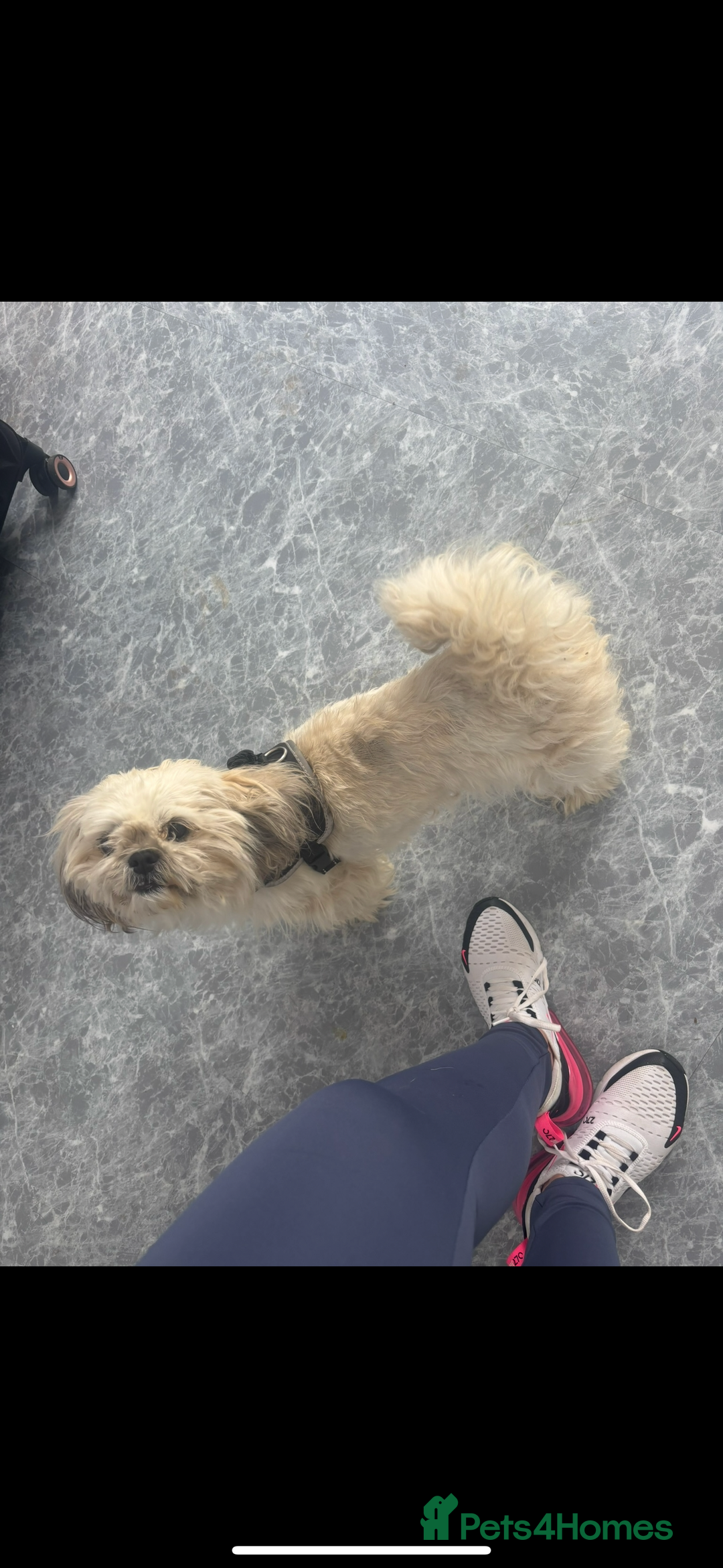 Shih Tzu dogs for sale: White imperial shih tzu - Advert 2