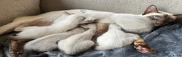 Siamese cats for sale: Traditional Siamese Kittens – 5 Available in Llanelli - Advert 6