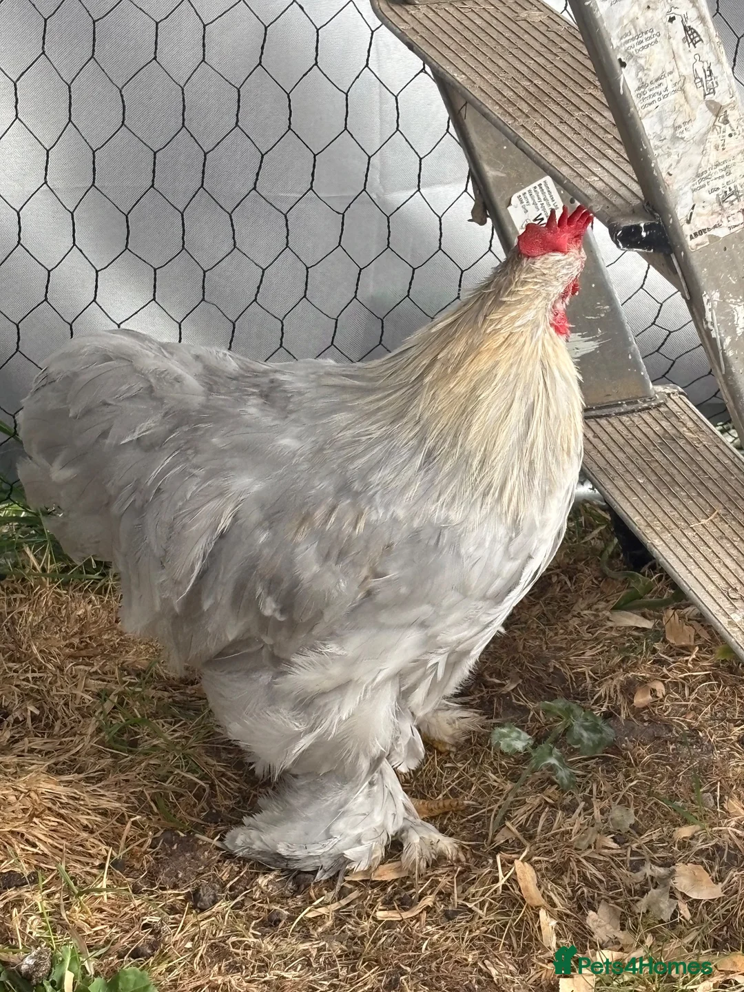 Chickens poultry for sale: Lavender Pekin Bantam cockerel ( ** ) in Thatcham - Advert 4