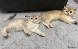British Shorthair cats for sale: Top quality Champion Gccf british shorthair - Image 14