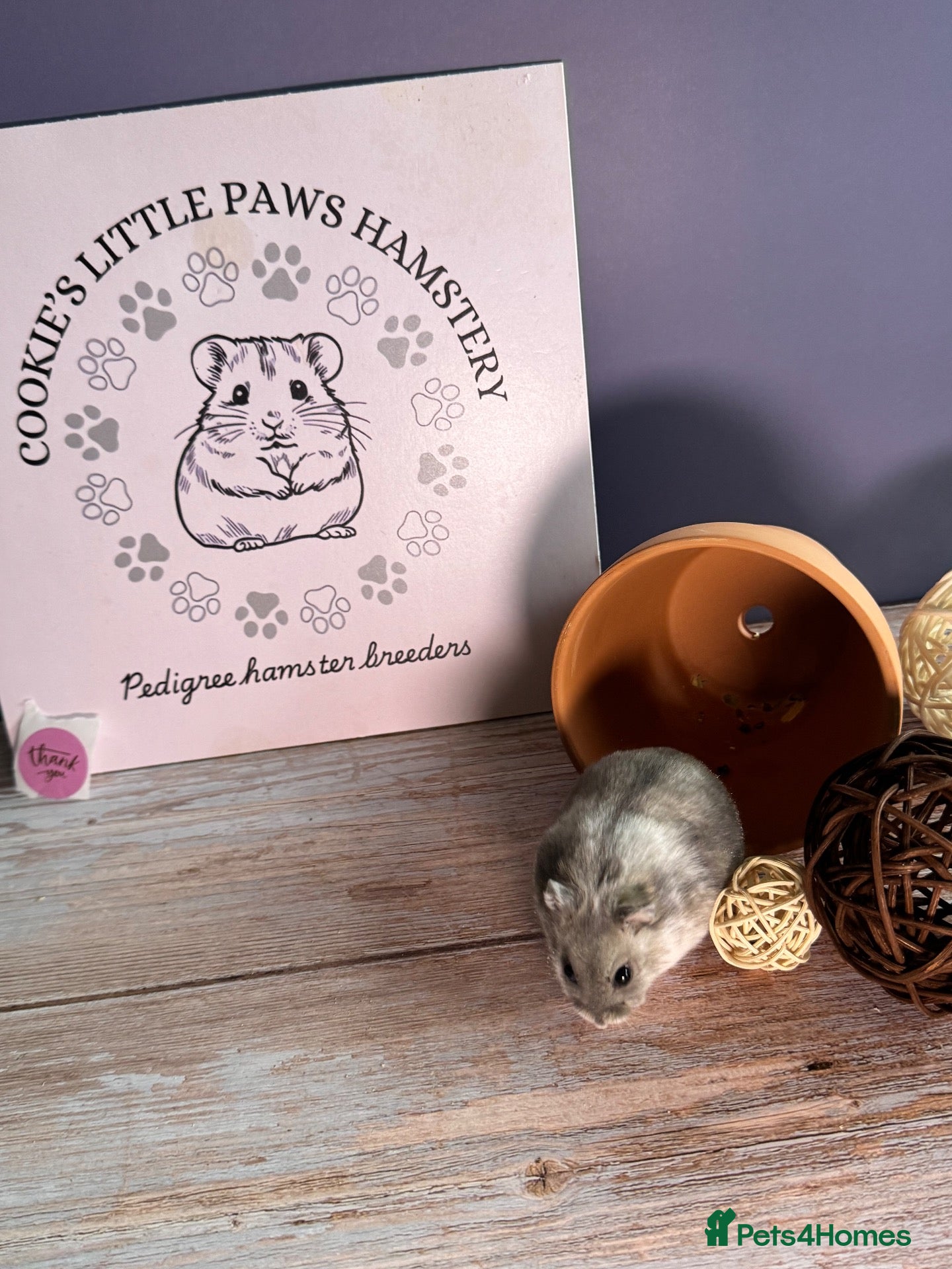 Hamster rodents for sale: Female winter white  - Advert 2
