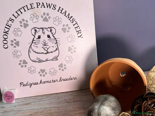 Hamster rodents for sale: Female winter white - Advert 2