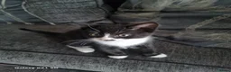 Domestic Shorthair cats for sale: one tabby and one black and white kittens - Advert 3
