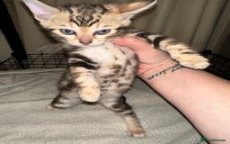 Bengal cats for sale: Snow Lynx, Marble & Brown Rosette Bengals - Image 36