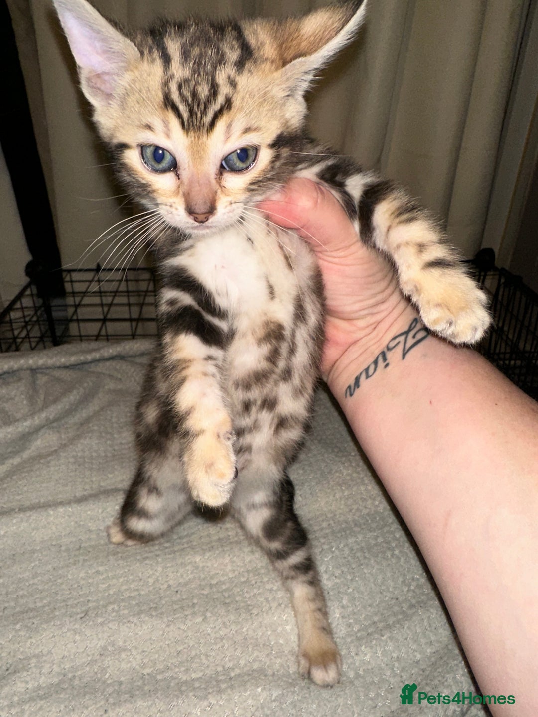 Bengal cats for sale: Snow Lynx, Marble & Brown Rosette Bengals - Image 36