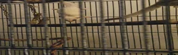 Sugar Glider rodents for sale: leucistic sugar gliders 1x male 1x female plusmore - Advert 8