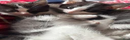 Ragdoll cats for sale: Ragdoll x kittens  - Advert 5