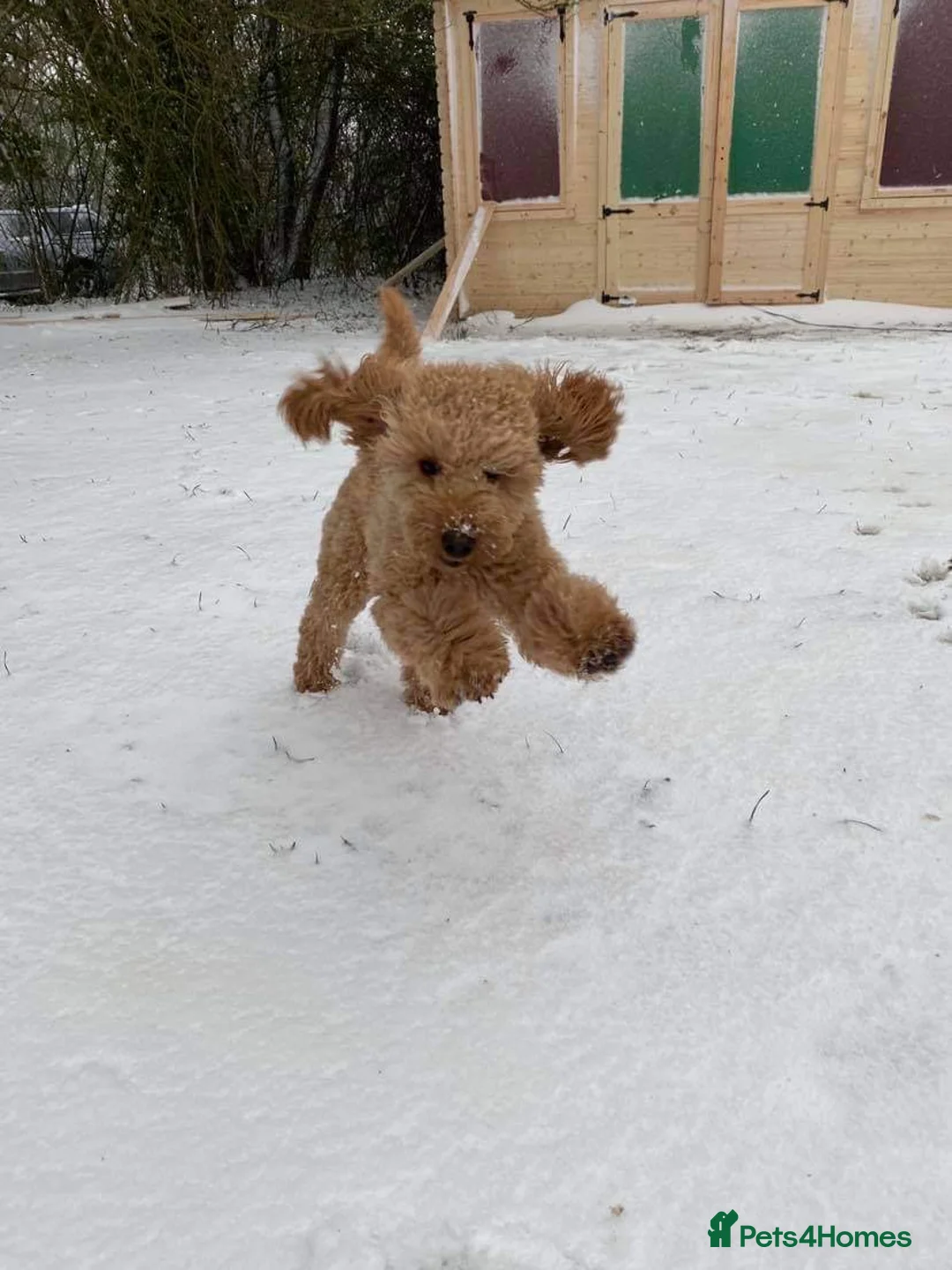 Miniature Poodle dogs for stud: BVA ✅ KC ✅Red ✅Poodle 13” in Pickering - Advert 2