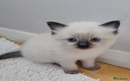 Ragdoll cats for sale: Sweet natured pure bred Ragdoll kittens  - Image 5