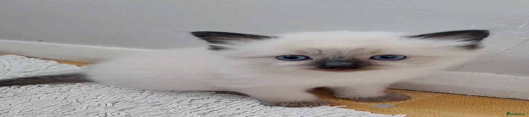 Ragdoll Kitten 1