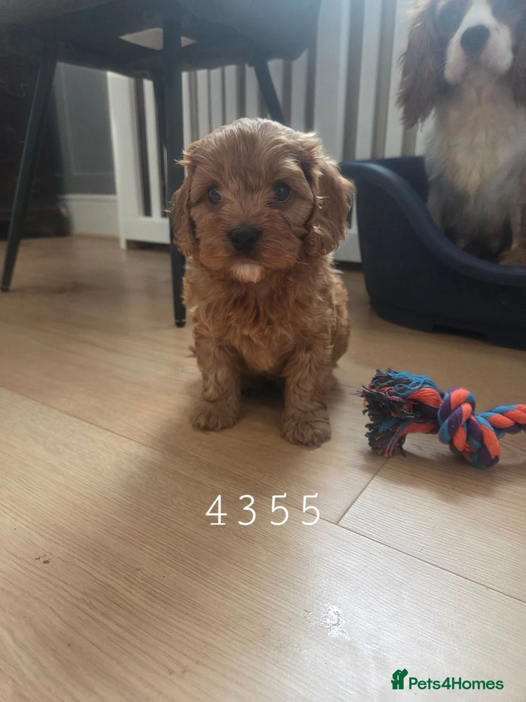Cavapoo dogs for sale: Goregous Cavapoo Boys - Advert 2