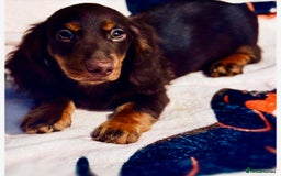 Miniature Dachshund dogs for sale: Beautiful Miniature Long-Haired Dachshund Puppy - Image 1