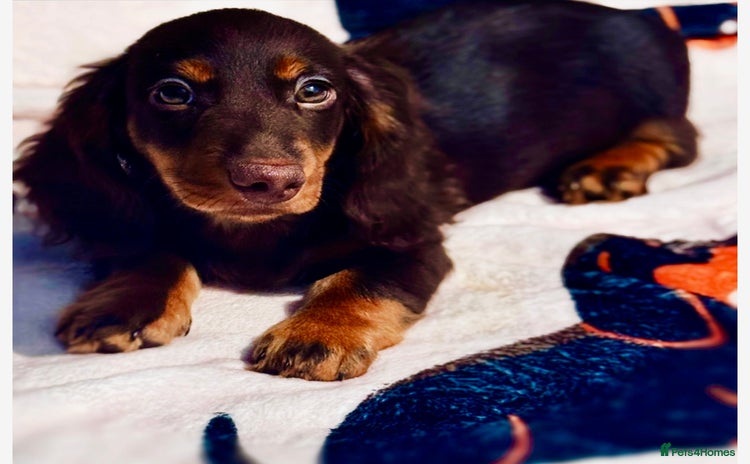Miniature Dachshund dogs - Advert 5