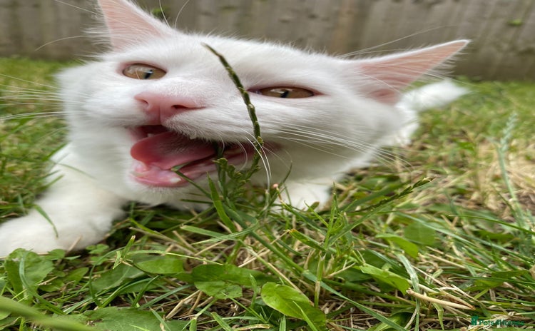 Turkish Angora cats - Advert 1