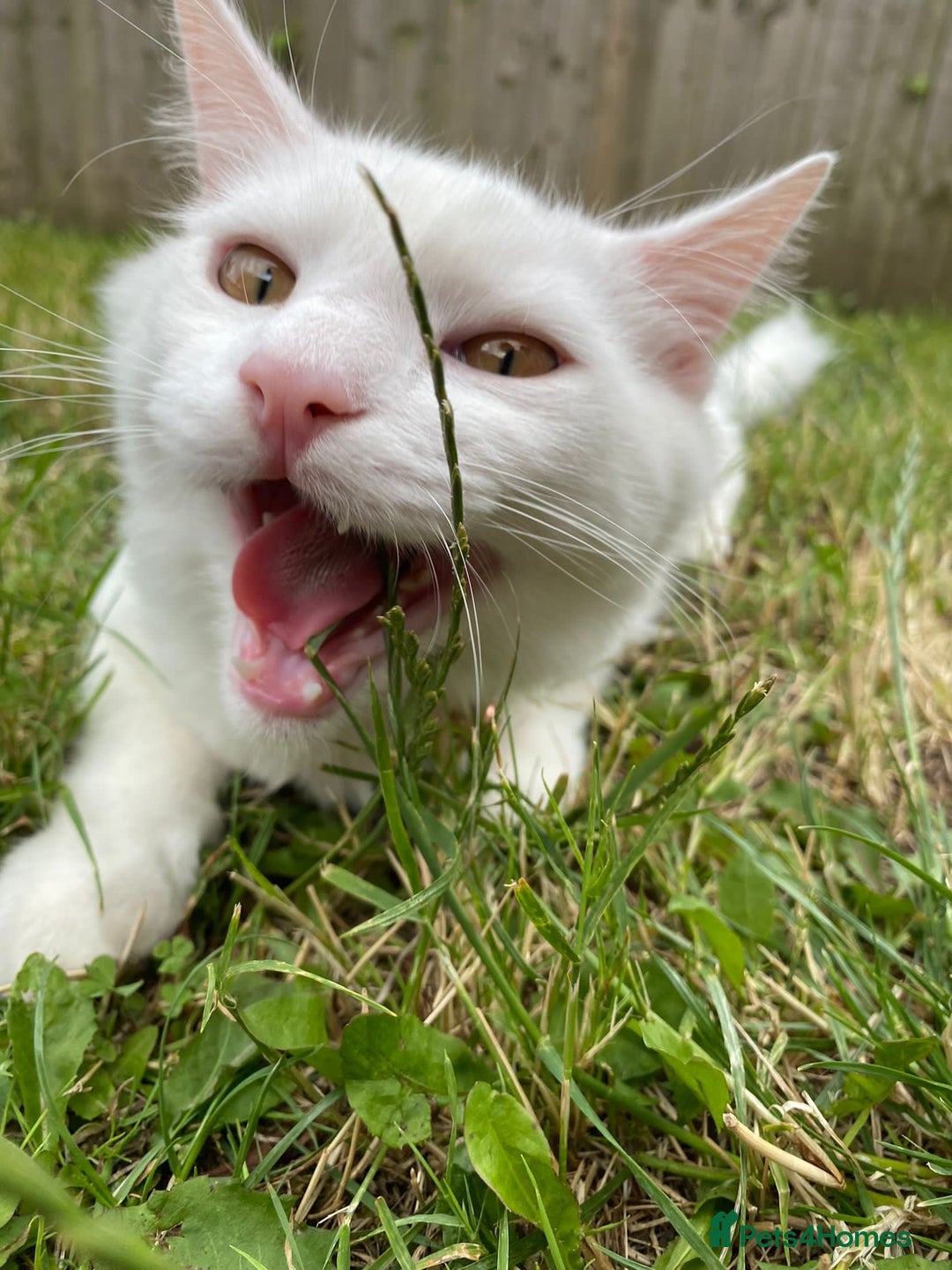 Turkish Angora cats for sale: 2 Turkish angora siblings  - Image 1