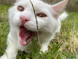 Turkish Angora cats - Advert 6
