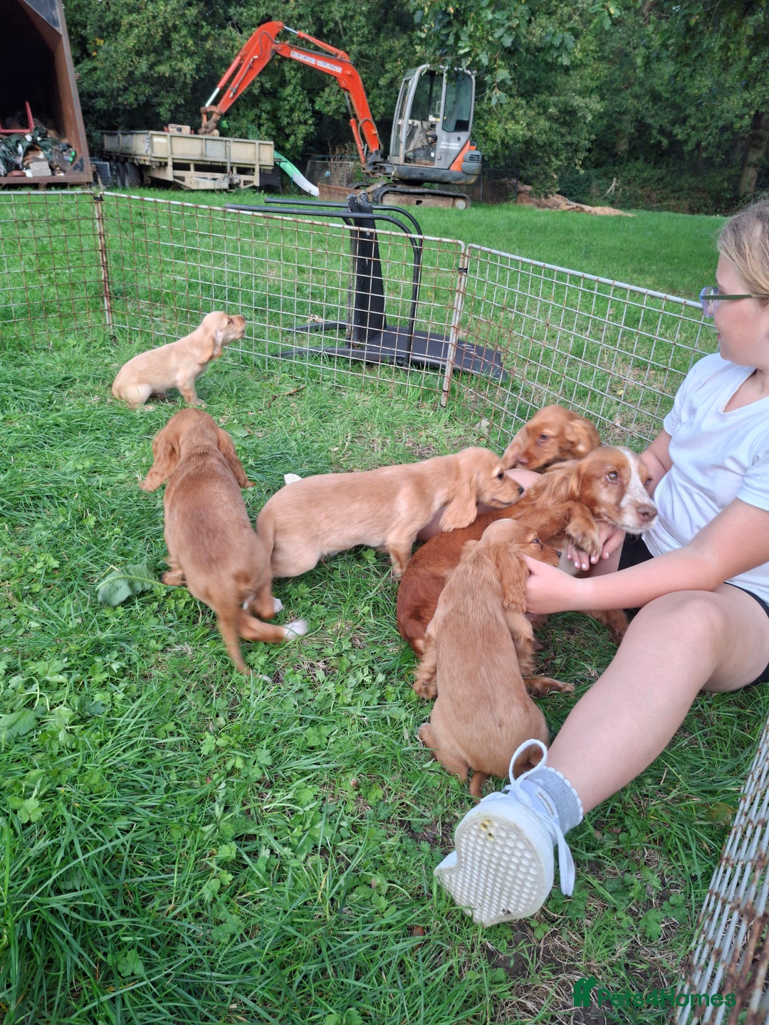 Cocker Spaniel dogs for sale: Working type cocker spaniel boys - Image 28