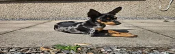 Miniature Pinscher dogs for sale: Miniature Pincher Female - Advert 6