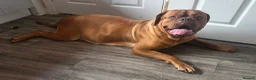 Dogue De Bordeaux dogs for sale: KC Registered Big Chucky Puppies - Advert 3