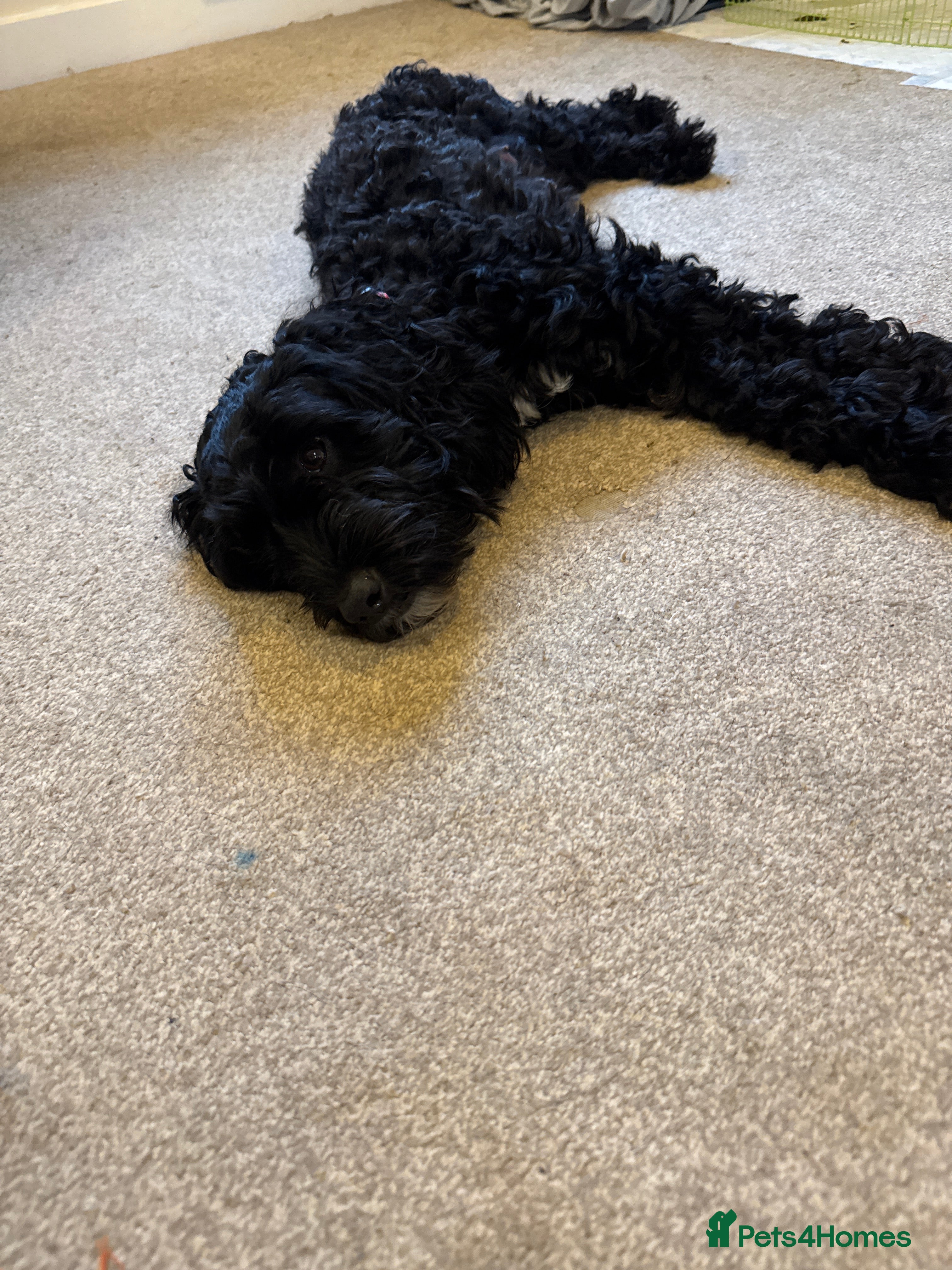 Mixed Breed dogs Cockerpoo cross lab pupies - Advert 4