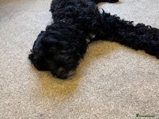 Mixed Breed dogs Cockerpoo cross lab pupies - Advert 1