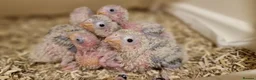 Conures birds for sale: Adorable fully hand reared conures  - Advert 7