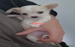 Chihuahua dogs for sale: Chihuahuas puppy's   - Image 14