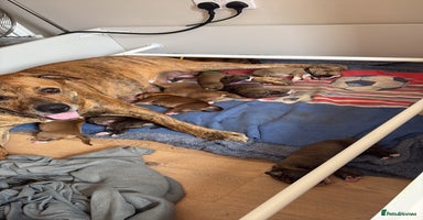 Mixed Breed dogs - Advert 4