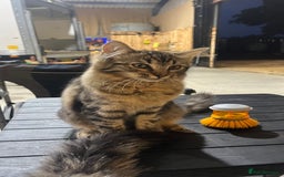 Ragdoll cats for sale: Ragdoll x  - Image 3