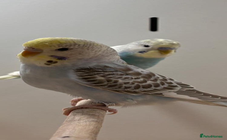 Budgerigars birds Budgies - Advert 1