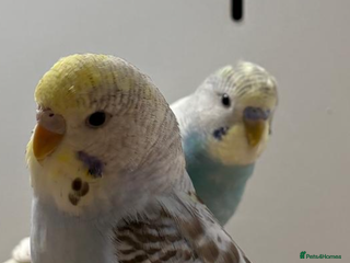Budgerigars birds for sale: Budgies - Advert 1