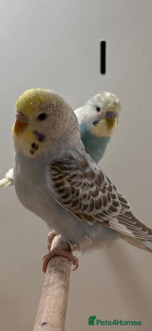 Budgerigars birds Budgies - Advert 3