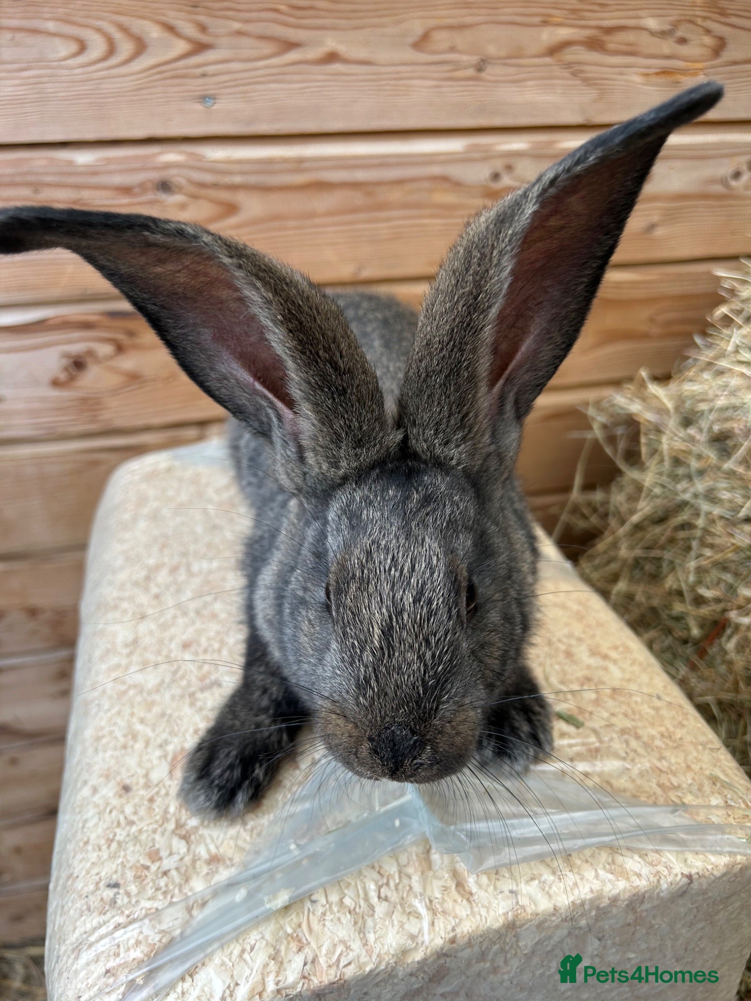 Continental Giant rabbits WE HAVE THE WORLDS BIGGEST BUNNIES  - Advert 2