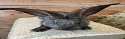 Continental Giant rabbits for sale: WE HAVE THE WORLDS BIGGEST BUNNIES  - Advert 2