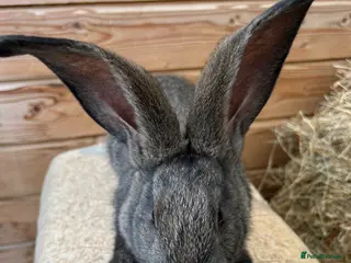 Continental Giant rabbits WE HAVE THE WORLDS BIGGEST BUNNIES - Advert 2